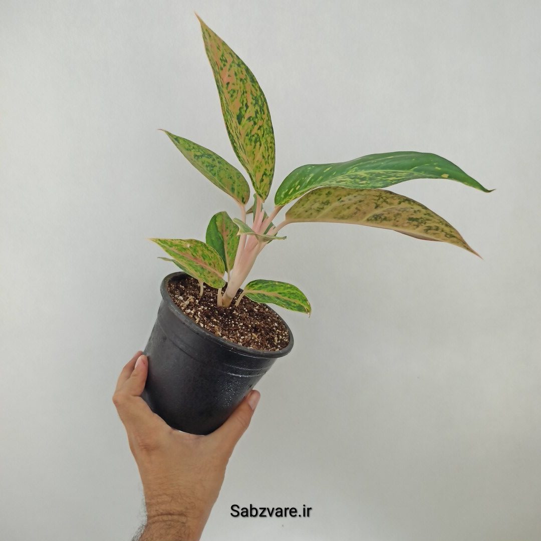 آگلونما رنگی (S24046)