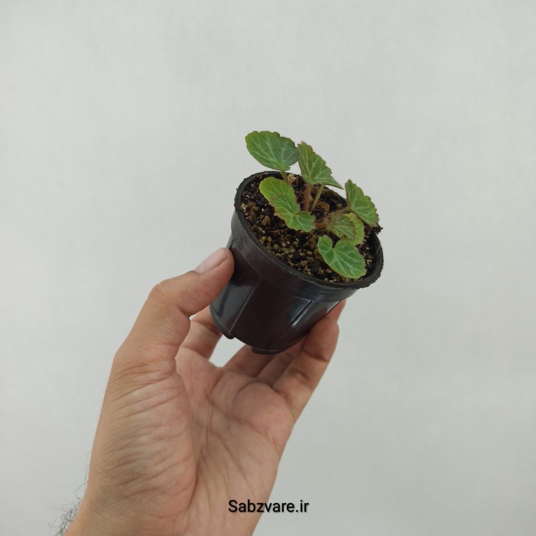 ساکسی فراژ (S24043) - Image 3