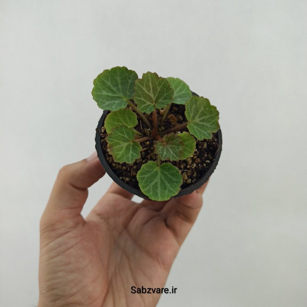 ساکسی فراژ (S24043)