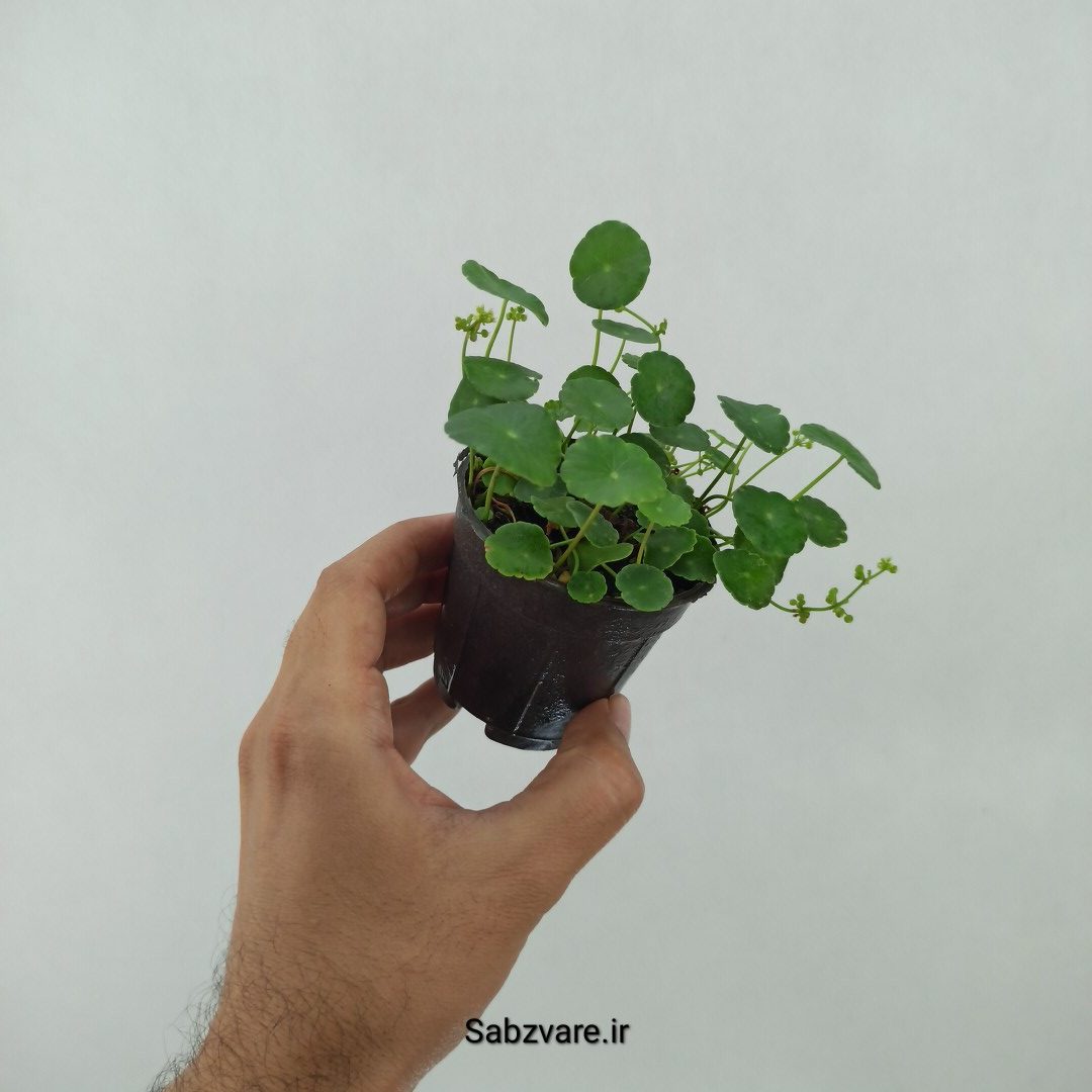 هیدروکوتیل ورتیسیلاتا (S24042) - Image 2