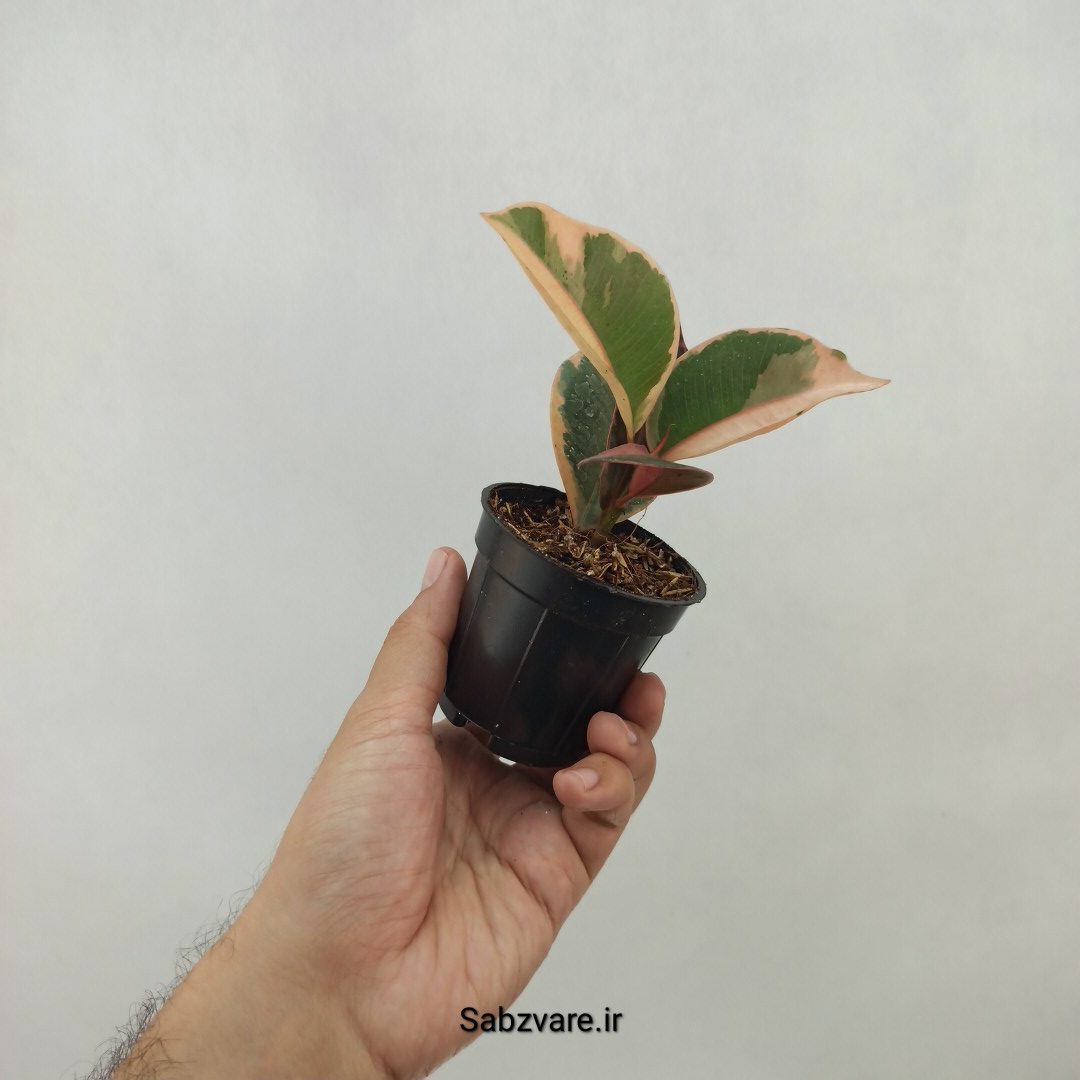 فیکوس شرابی (T24081) - Image 2