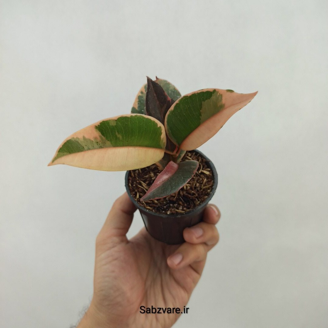 فیکوس شرابی (T24081)