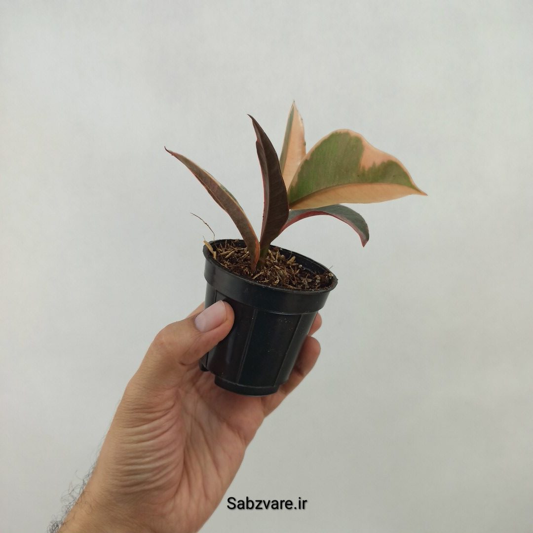 فیکوس شرابی (T24081) - Image 3