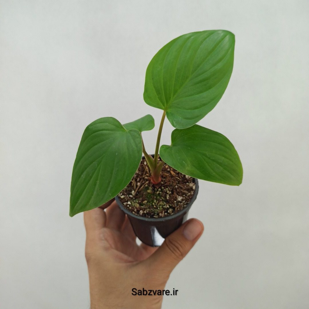 هومالومنا مگی (T24079)