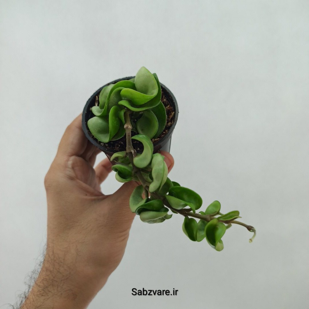 هویا فر سبز (T24072)