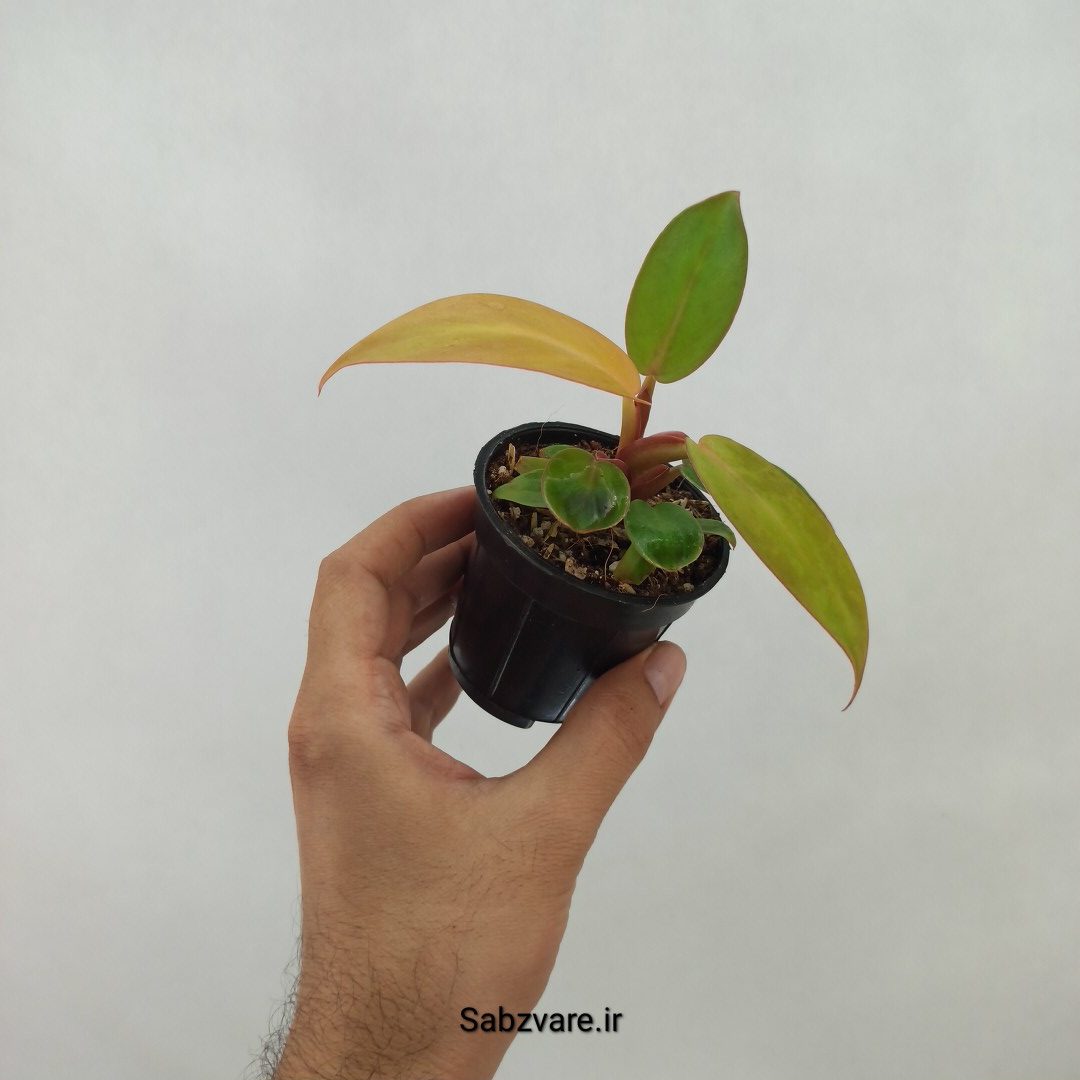 فیلودندرون پرتقالی (T24071) - Image 2
