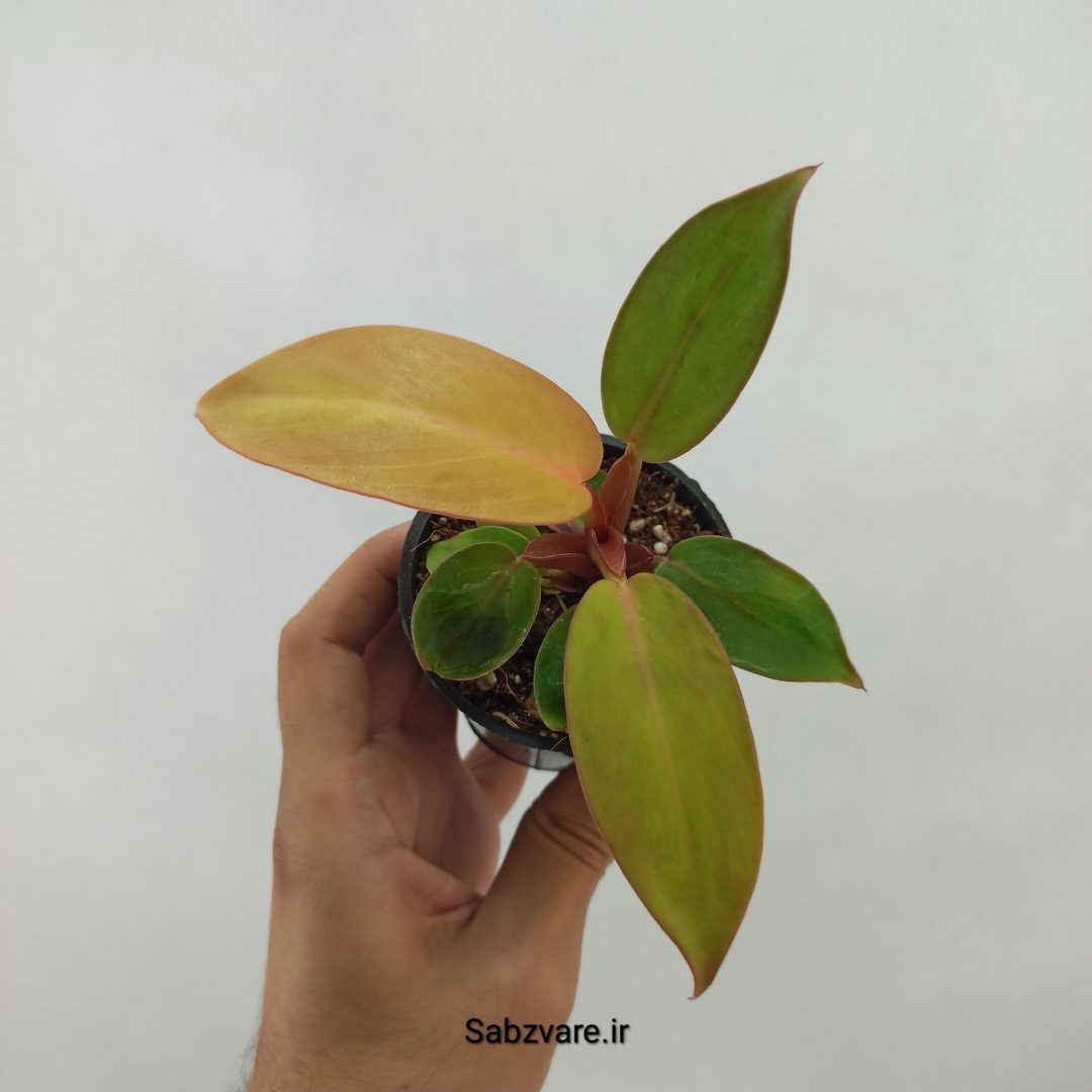 فیلودندرون پرتقالی (T24071)