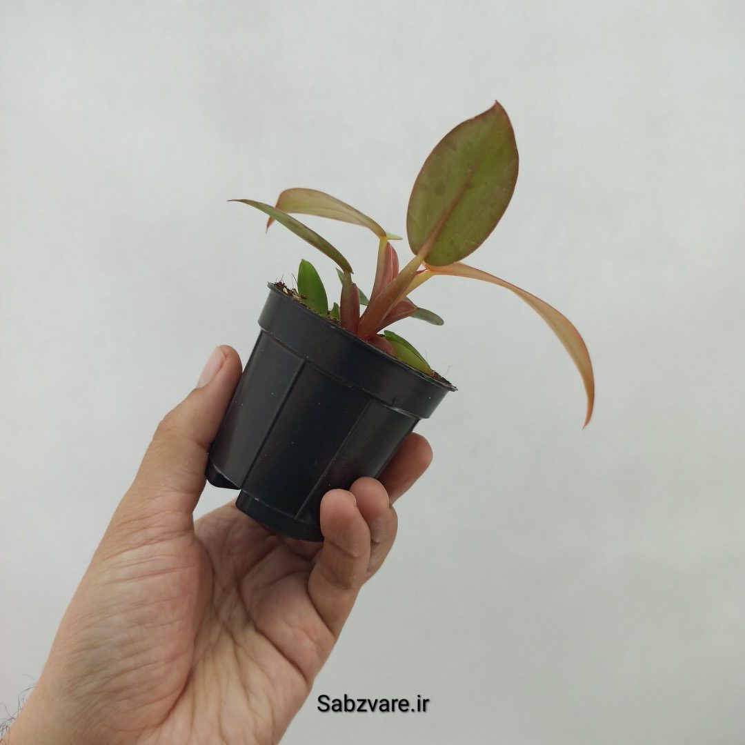 فیلودندرون پرتقالی (T24071) - Image 3
