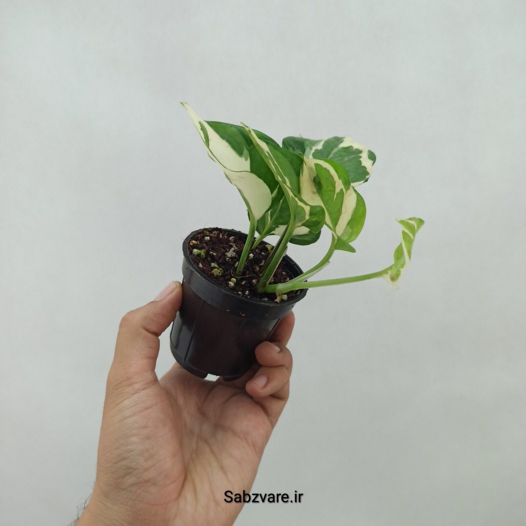 پتوس ارتشی (T24068) - Image 3