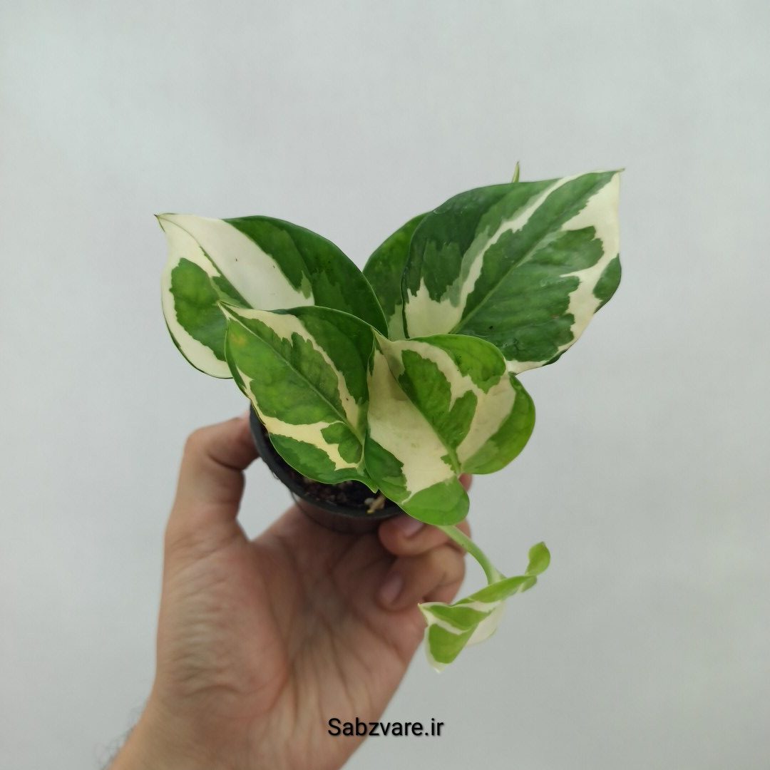 پتوس ارتشی (T24068)