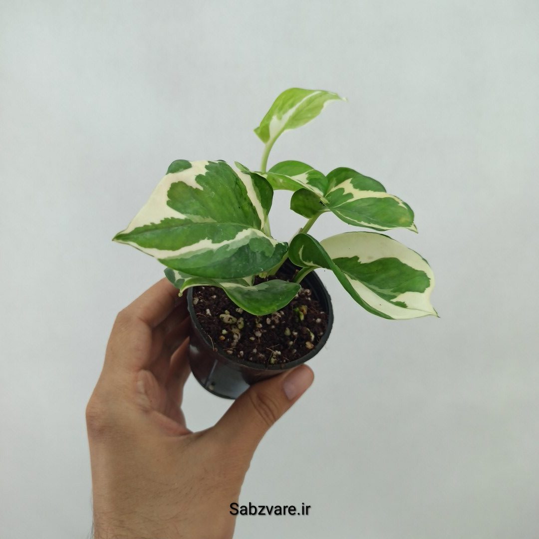 پتوس ارتشی (T24068) - Image 2
