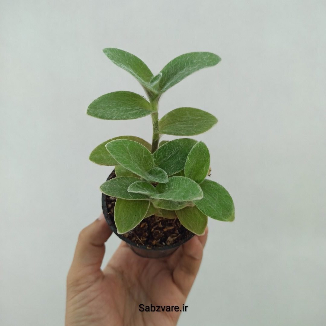 برگ بیدی تار عنکبوتی (V24120)