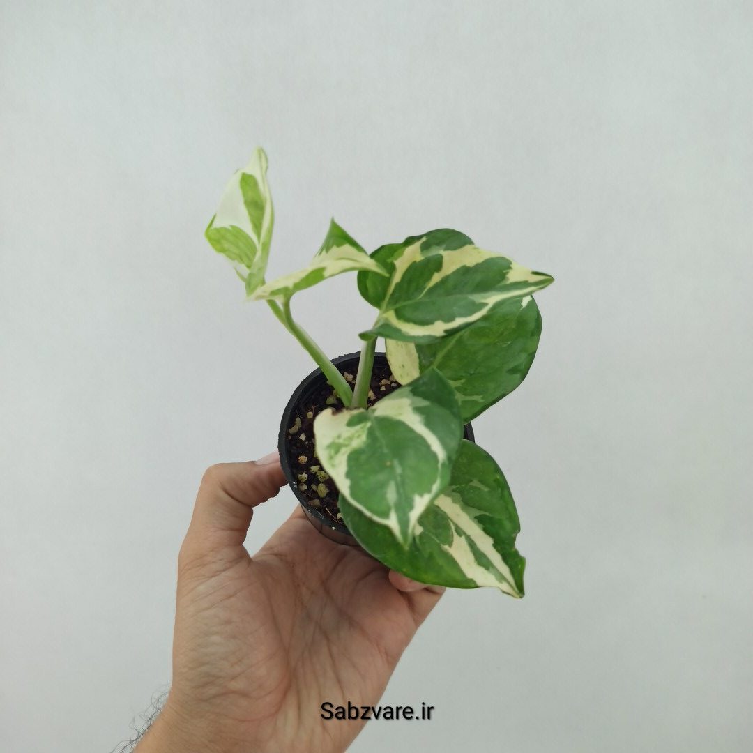 پتوس ارتشی (V24115) - Image 3