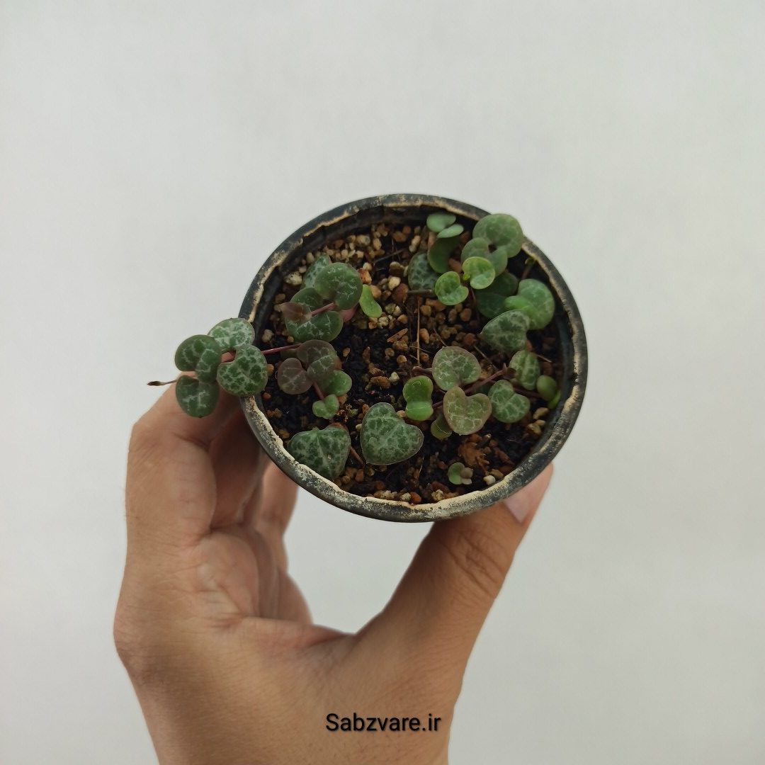 سروپژیا سبز (V24111)