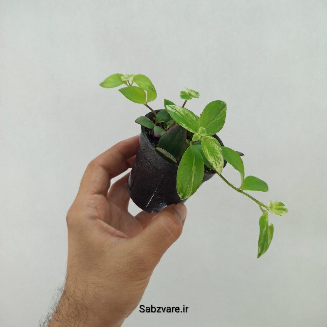 آشیانتوس رژ لبی ابلق (V24110) - Image 2