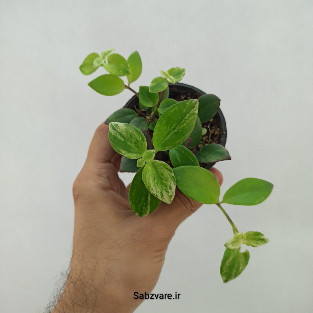 آشیانتوس رژ لبی ابلق (V24110)