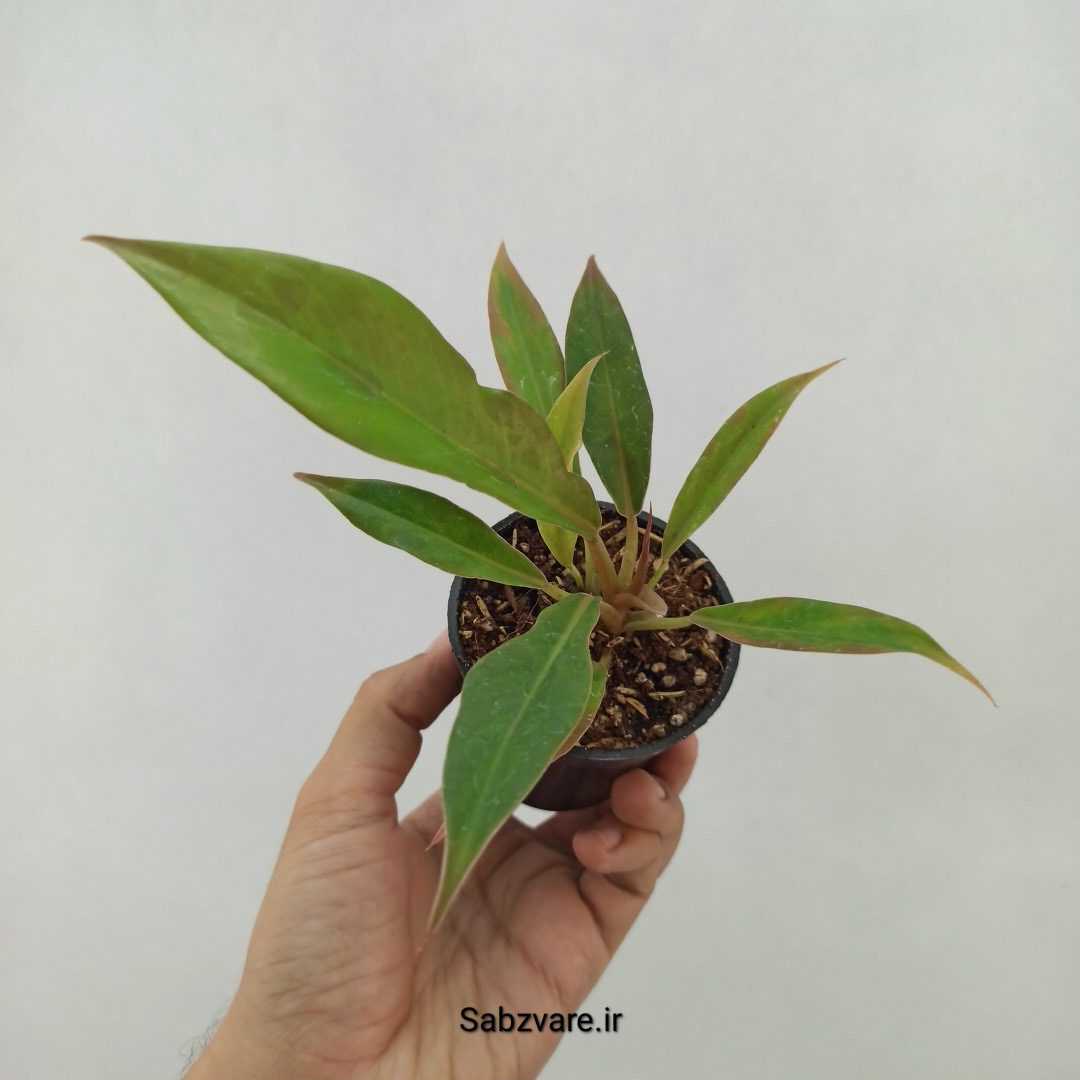فیلودندرون کنگره سبز (U24102)