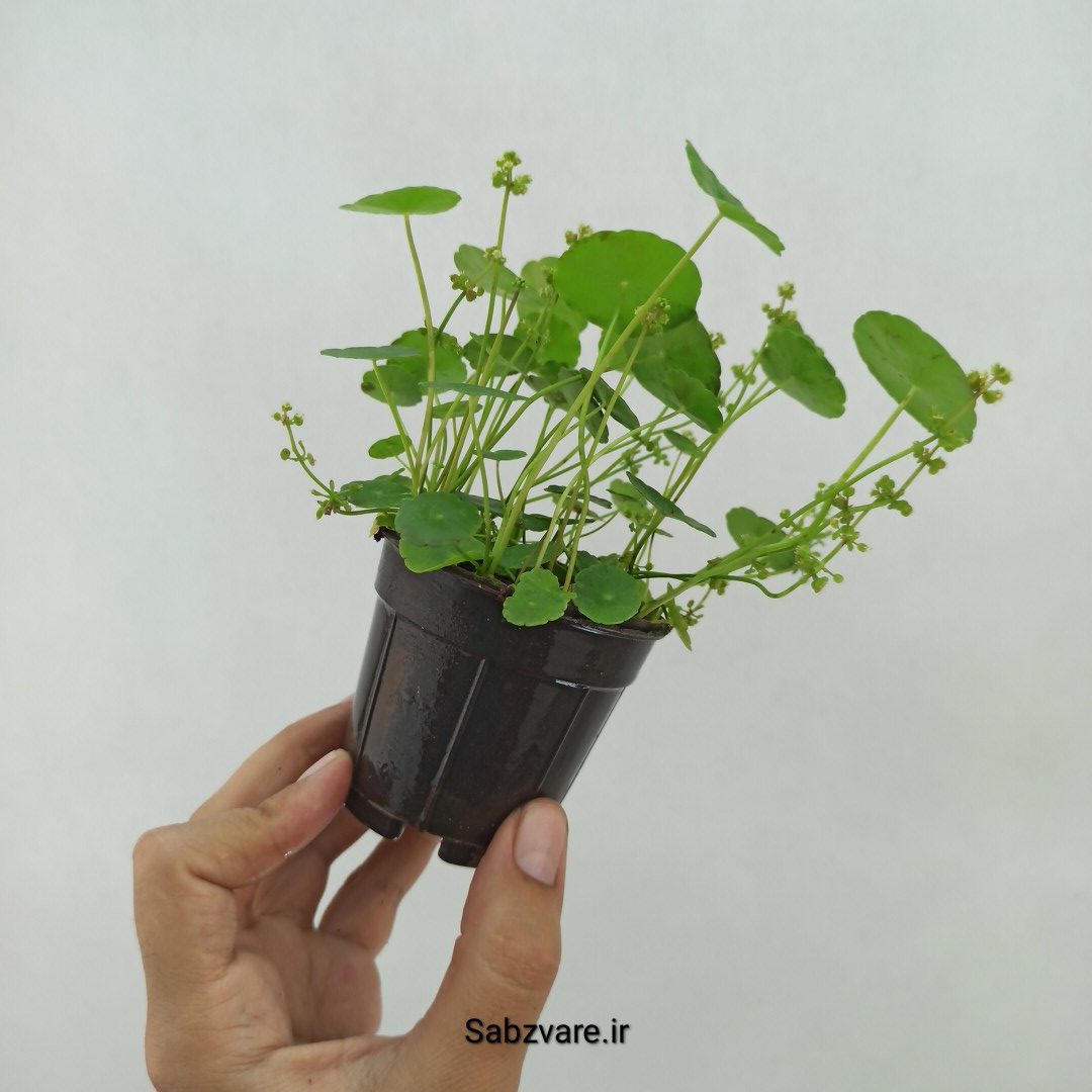 هیدروکوتیل ورتیسیلاتا (U24100) - Image 3
