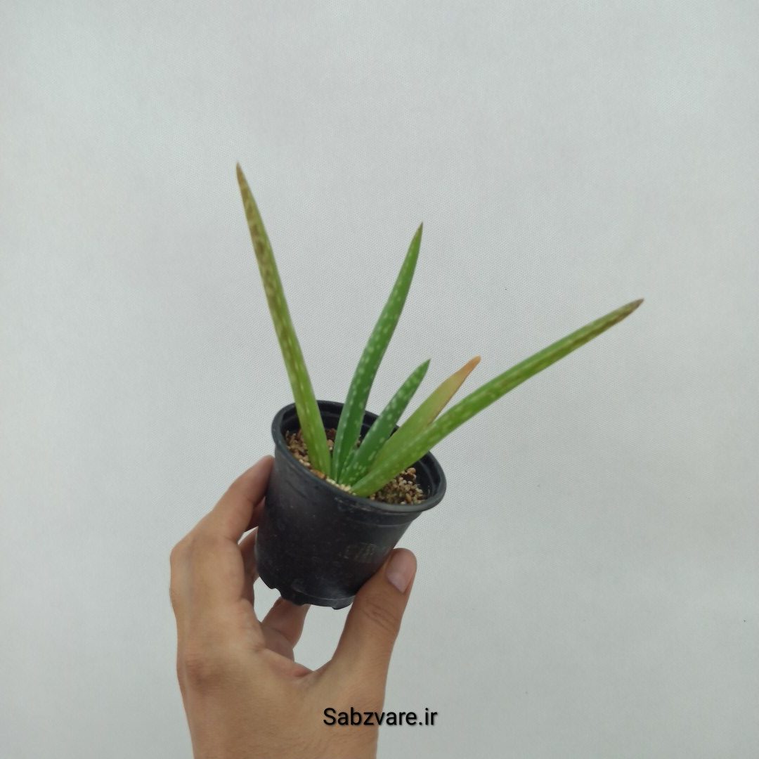 آلوئه ورا (U24096) - Image 2