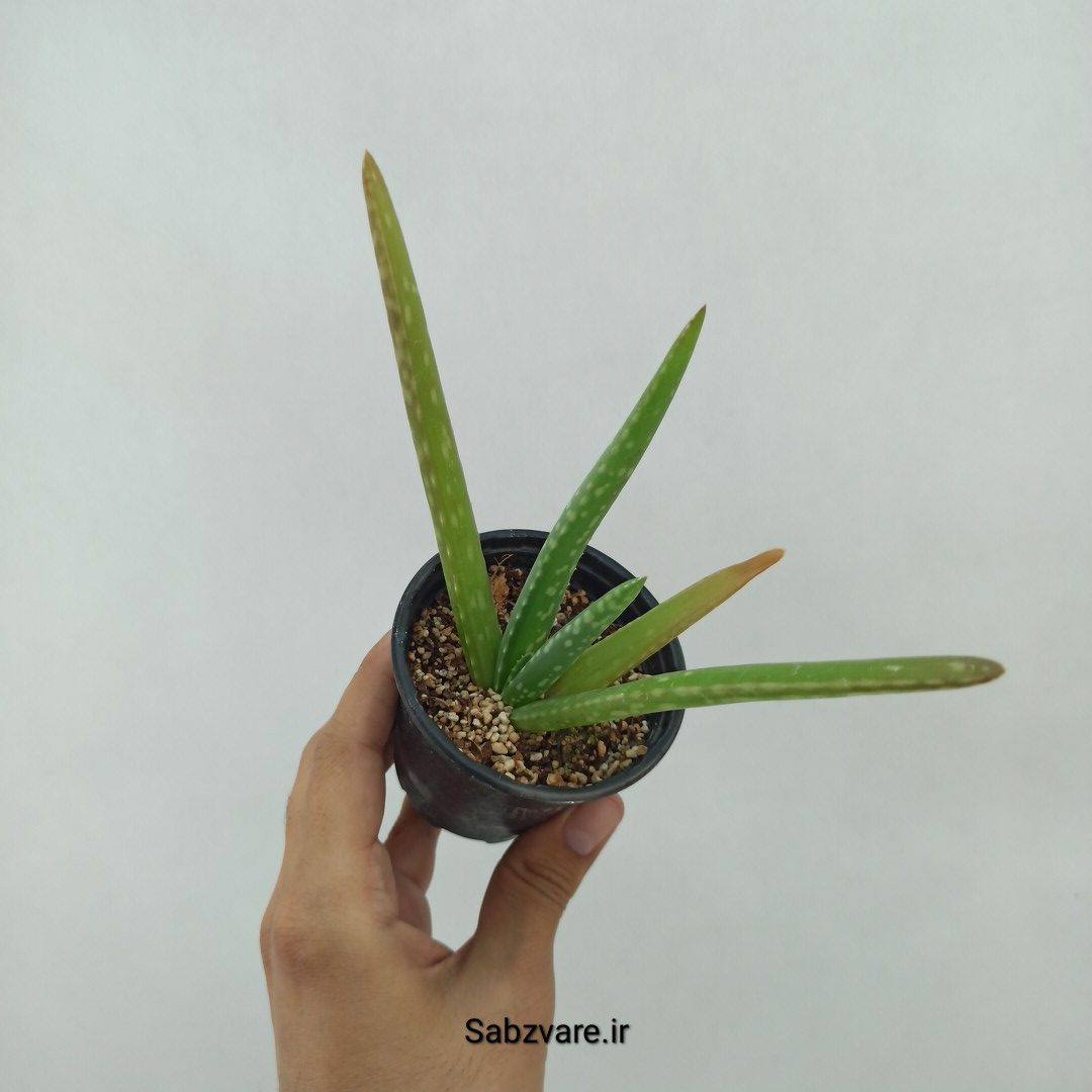 آلوئه ورا (U24096)