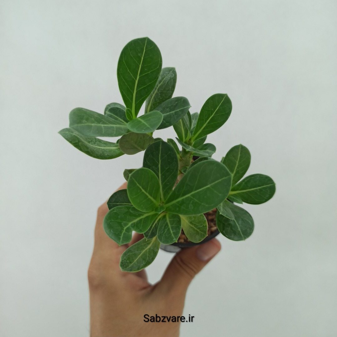 آدنیوم چند شاخه (U24094)