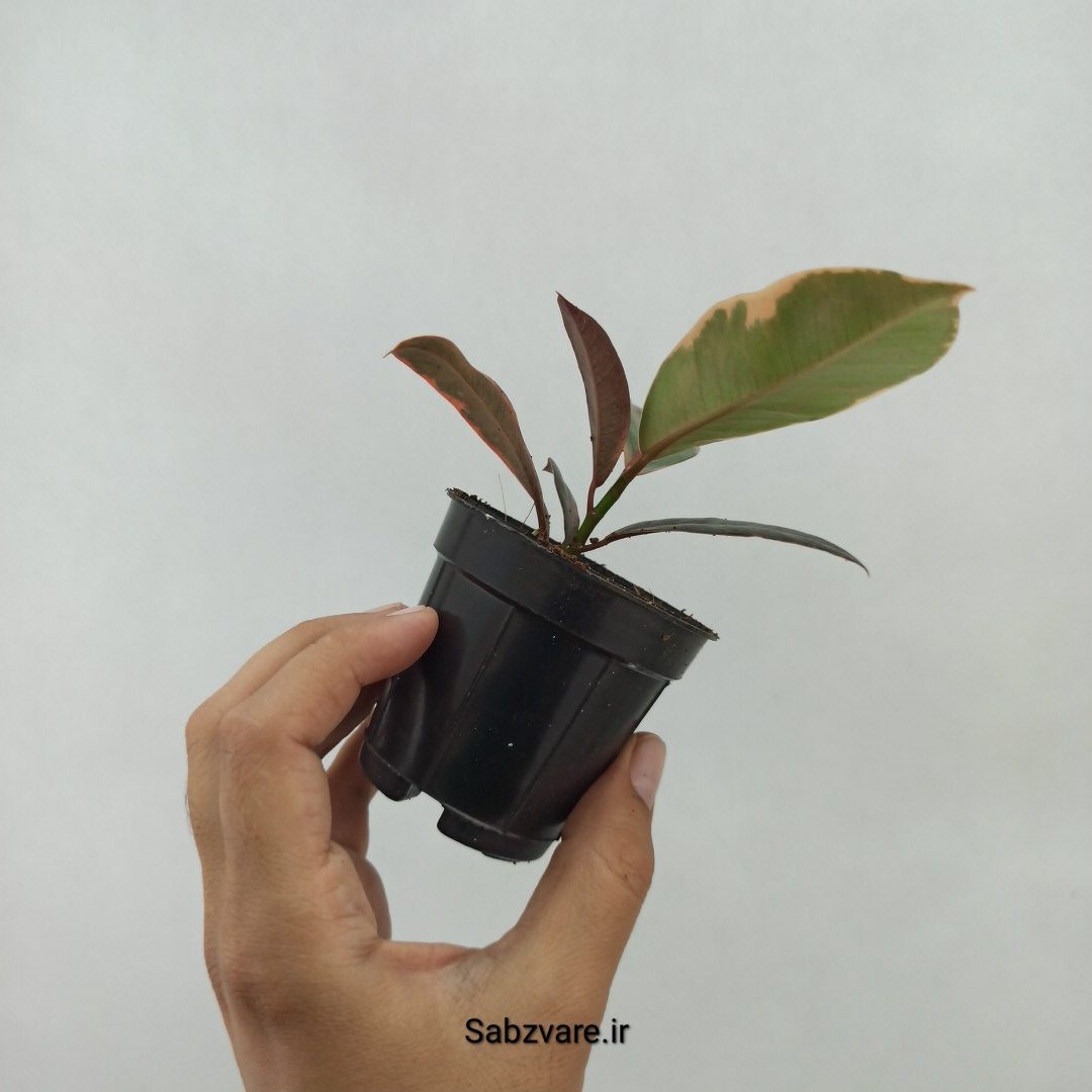 فیکوس شرابی (U24088) - Image 3