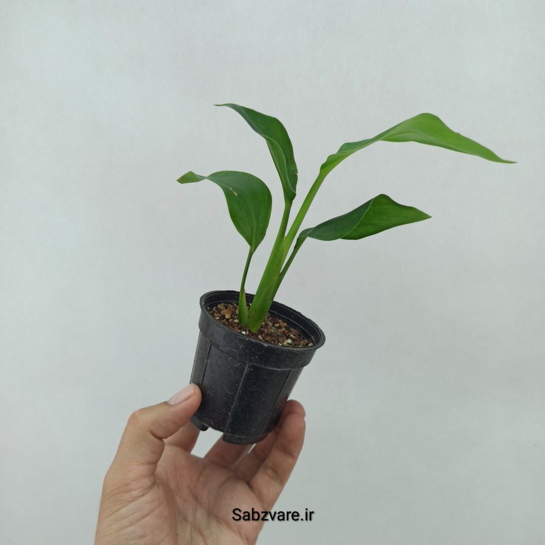 استرلیتزیا نیکولای (U24086) - Image 2