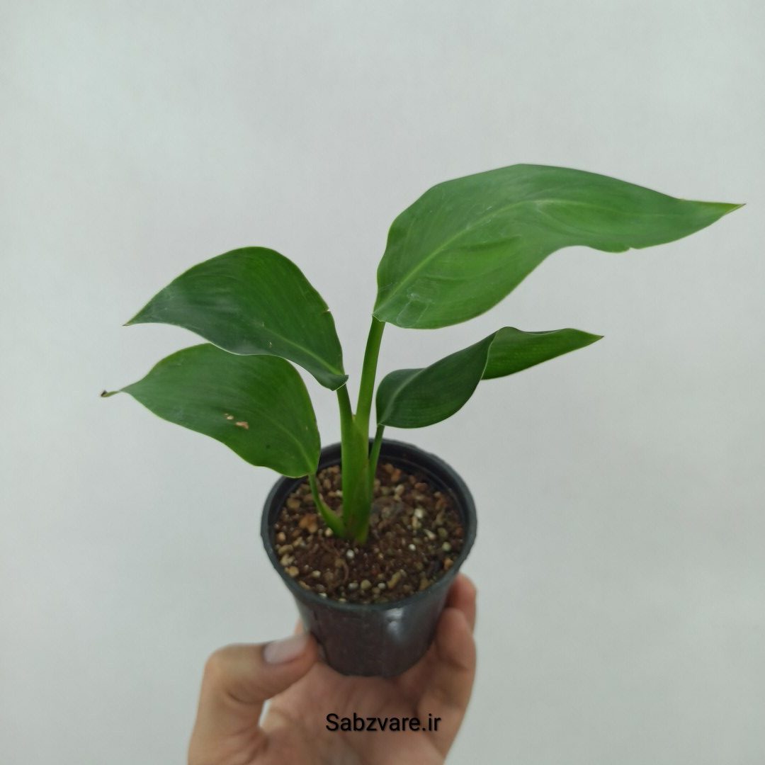 استرلیتزیا نیکولای (U24086)