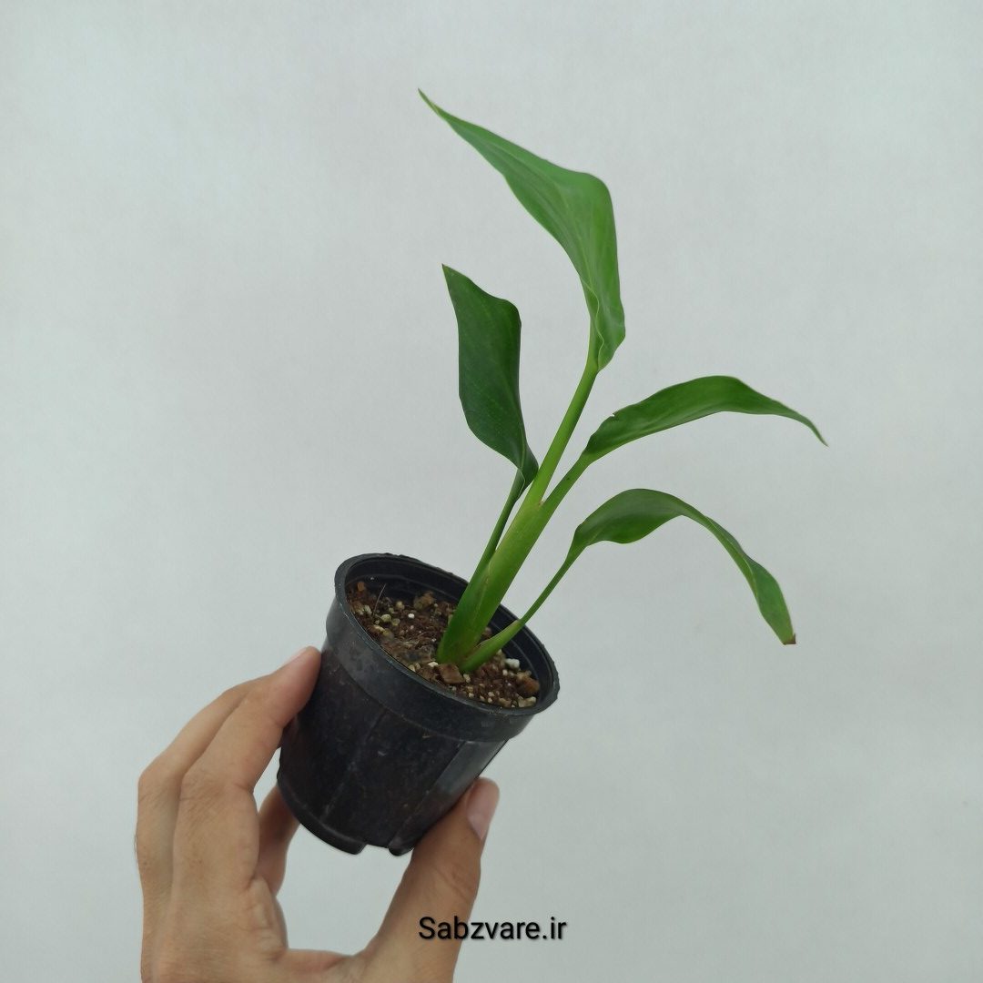 استرلیتزیا نیکولای (U24086) - Image 3