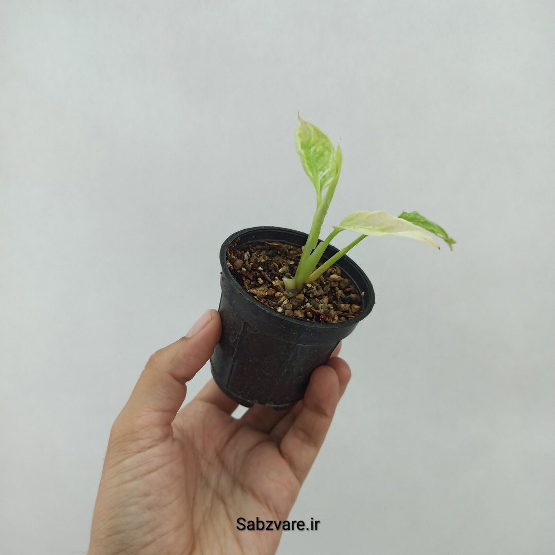 اسپاتی فیلوم ابلق چروک (U24085)