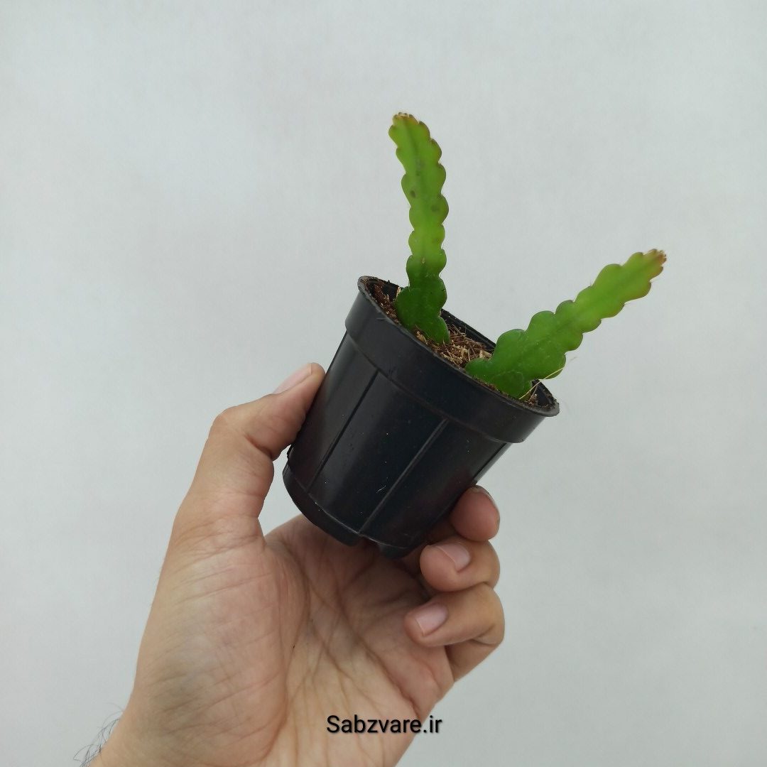 اپیفیلوم زیگزاگی (U24083)