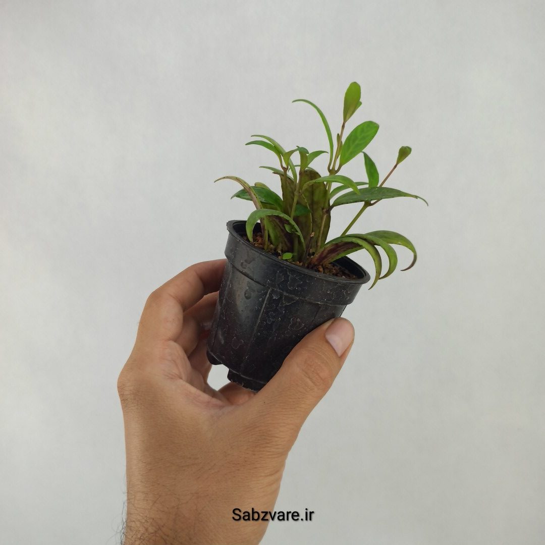 آشیانتوس لانگیکالیس (X24151) - Image 3