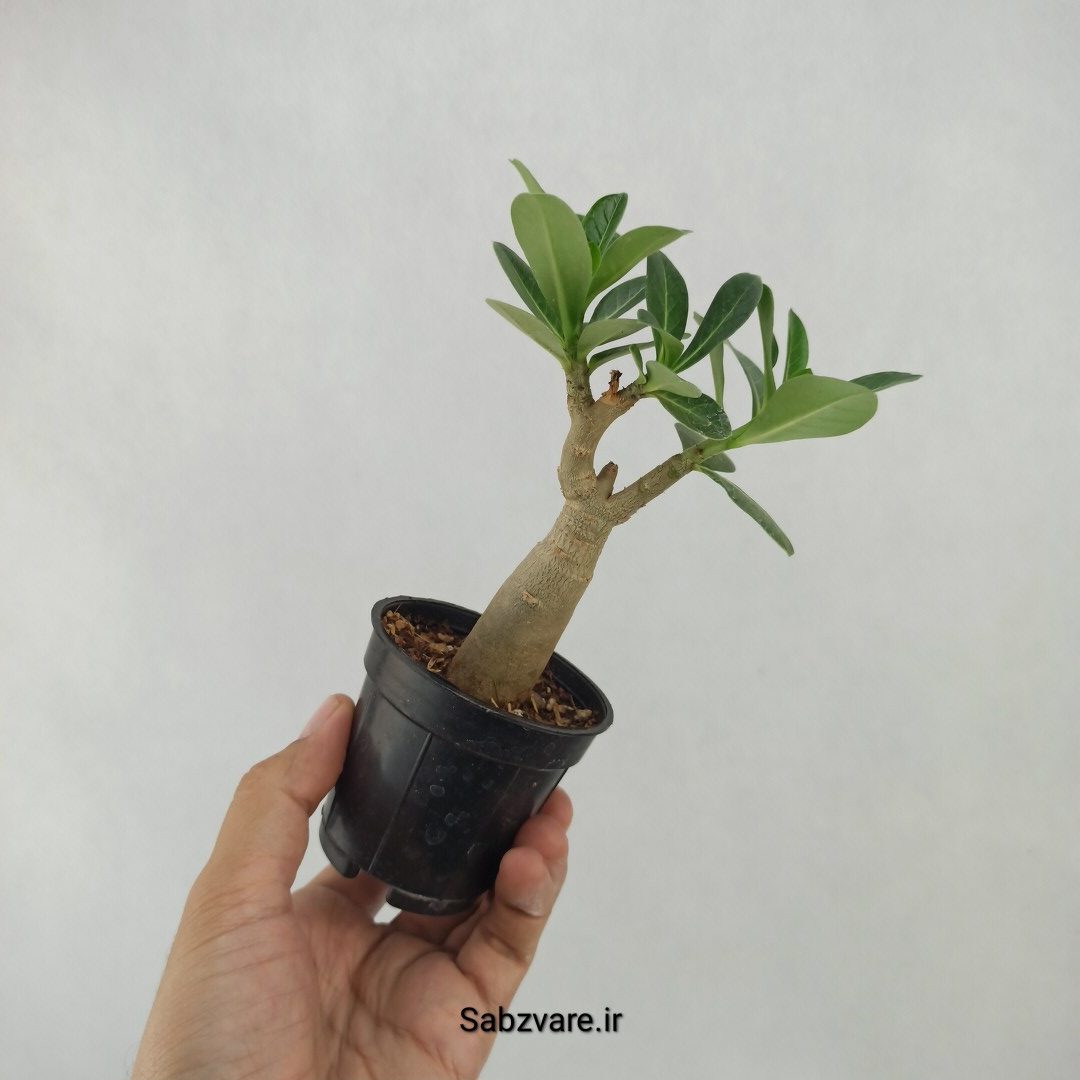 آدنیوم چند شاخه (W24145) - Image 3