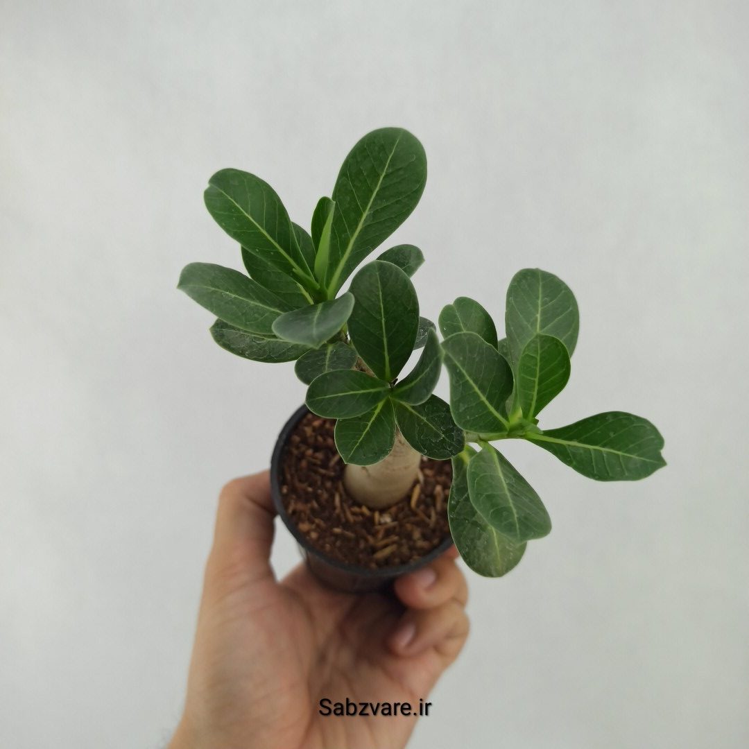 آدنیوم چند شاخه (W24145)