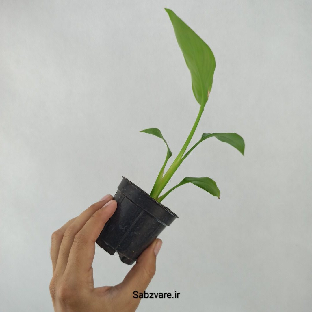 استرلیتزیا نیکولای (W24140) - Image 3