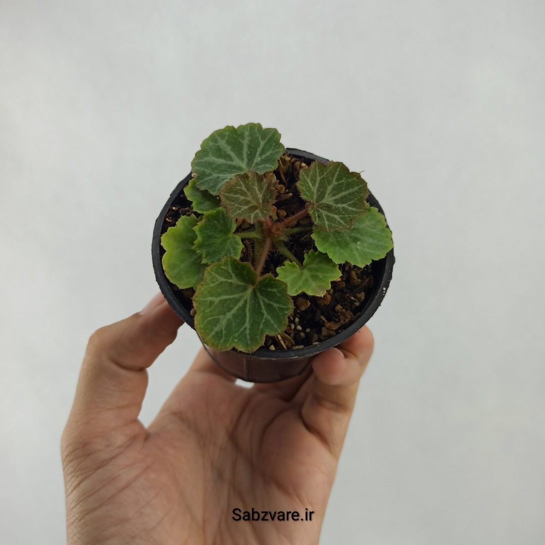 ساکسی فراژ (W24134) - Image 2