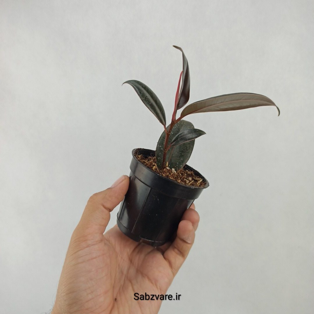 فیکوس سوپر بلک (W24129) - Image 3