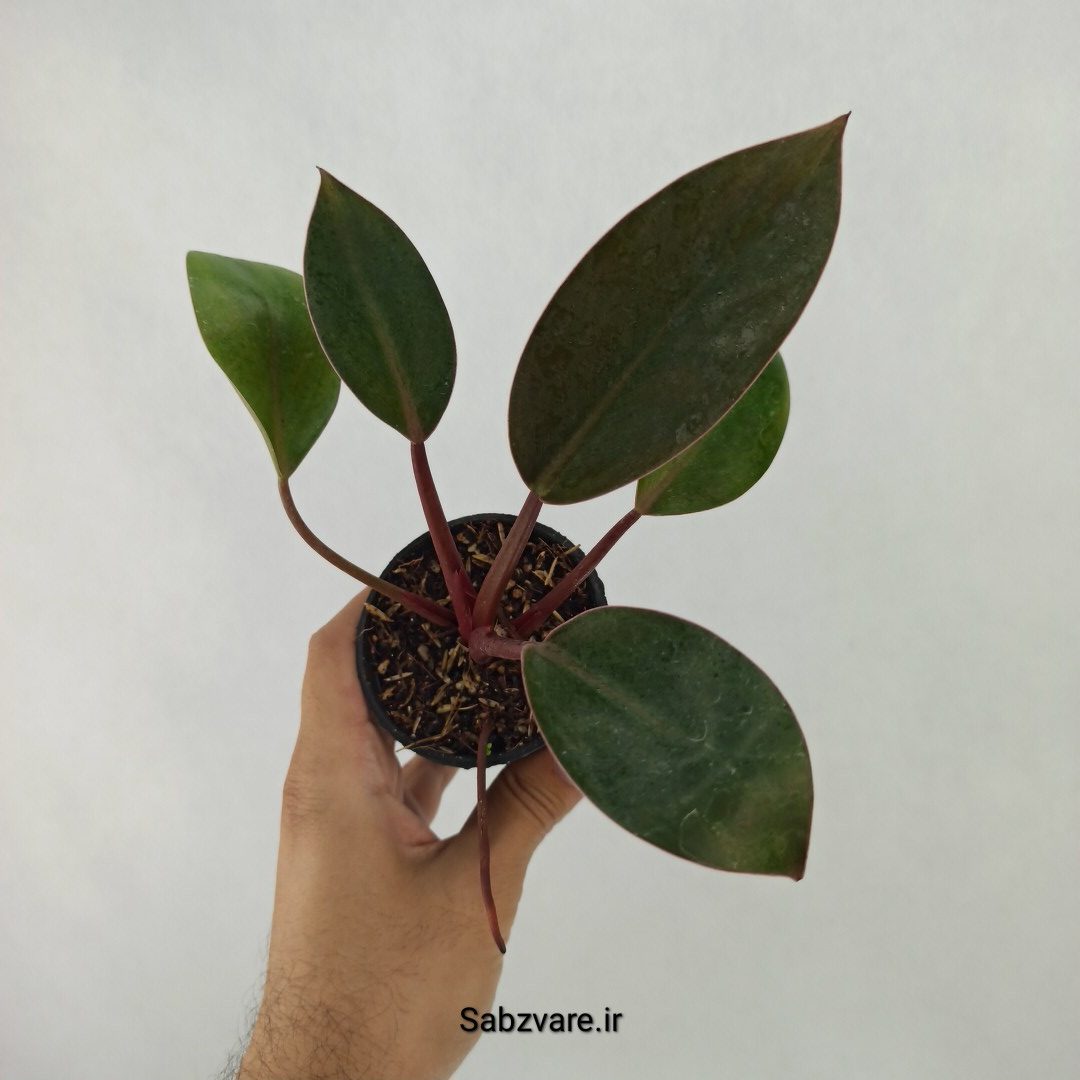 فیلودندرون رد بیوتی (Y24186)