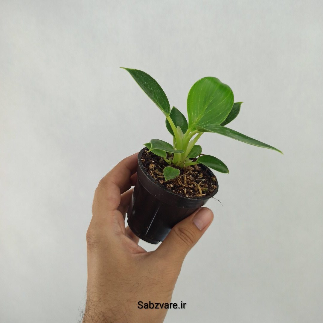 فیلودندرون برکین (Y24177) - Image 3