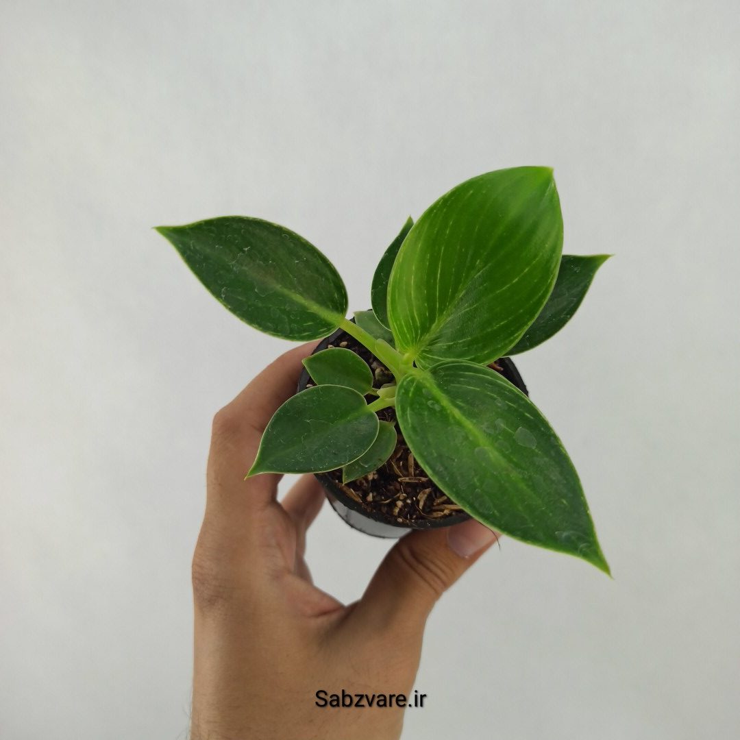فیلودندرون برکین (Y24177)