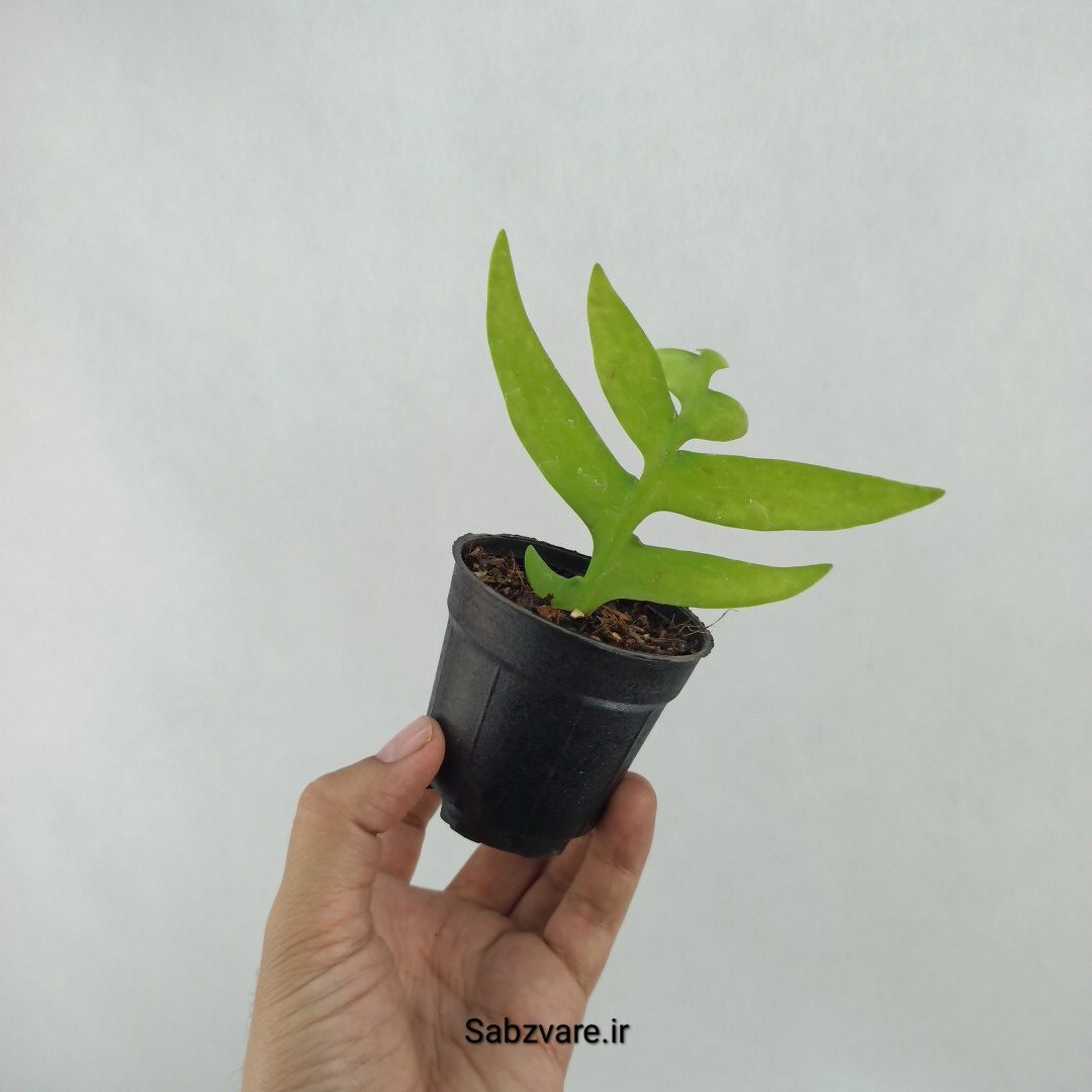 اپیفیلوم برگ سرخسی (Y24174)
