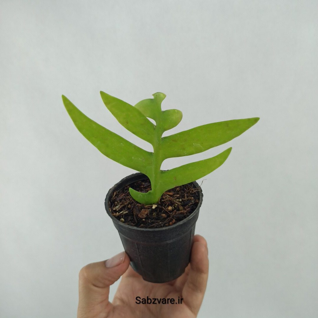 اپیفیلوم برگ سرخسی (Y24174) - Image 3