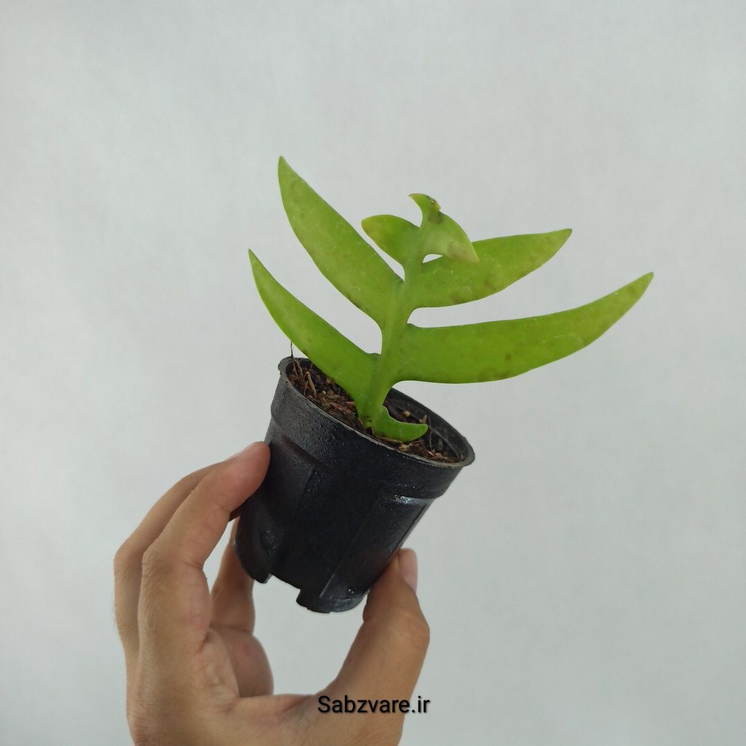 اپیفیلوم برگ سرخسی (Y24174) - Image 2