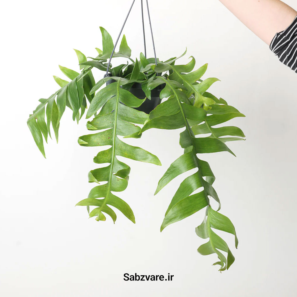 اپیفیلوم برگ سرخسی (25752) - Image 4