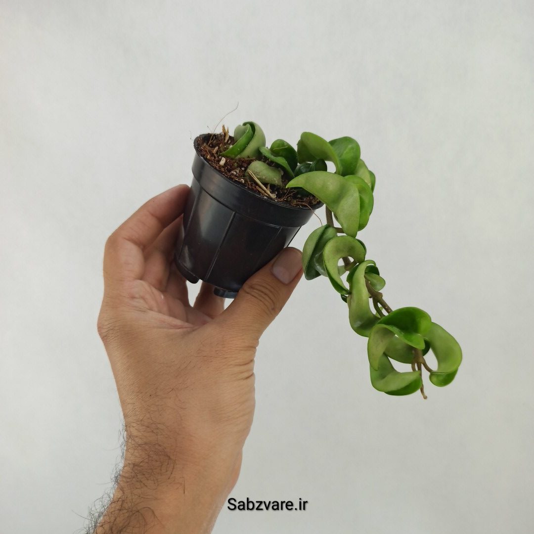 هویا فر سبز (A24229) - Image 2