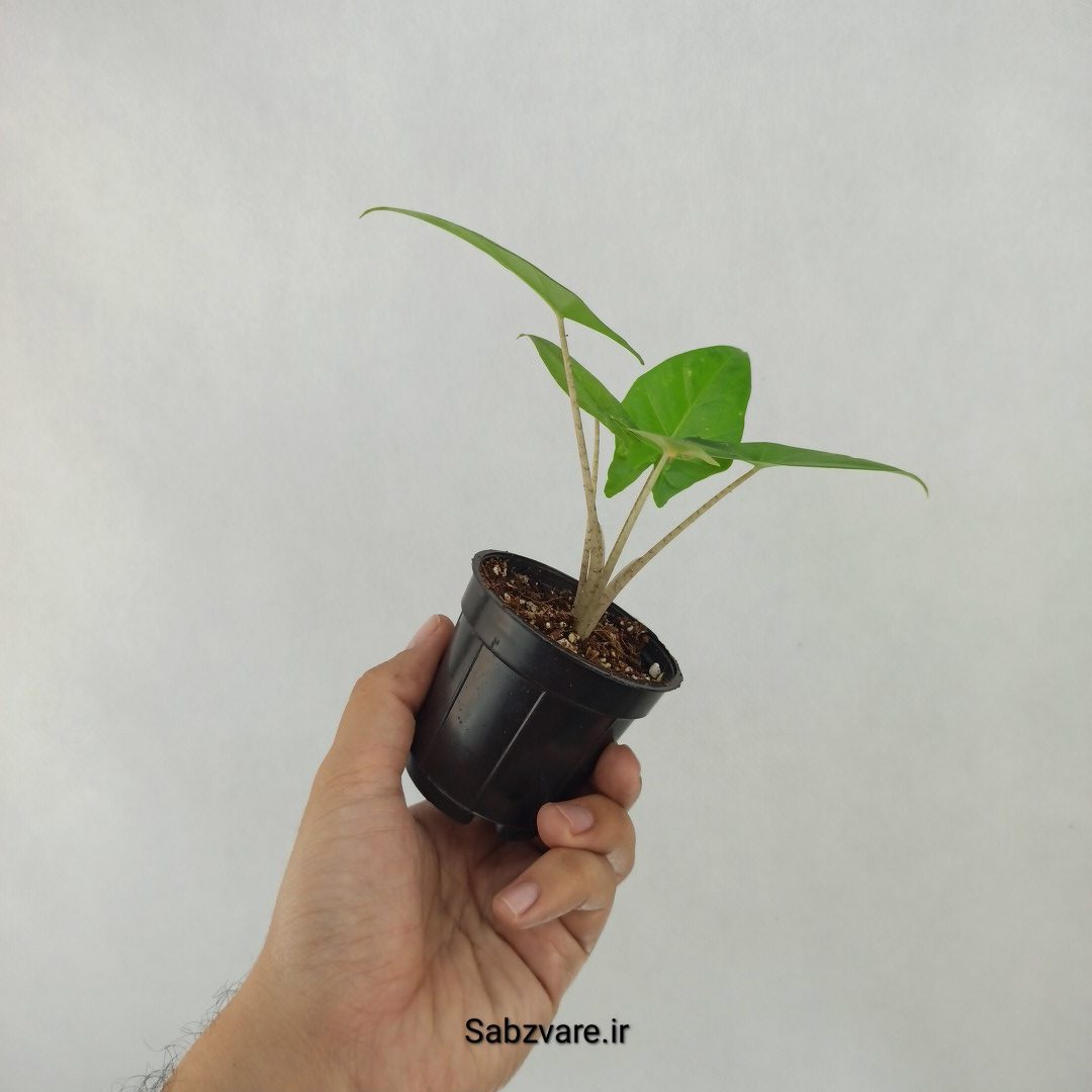 بابا آدم تنه قرمز (A24225) - Image 3