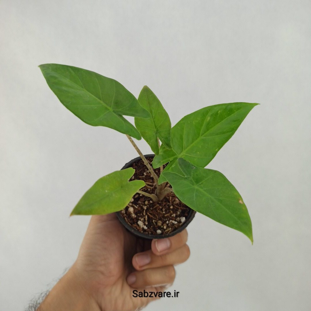 بابا آدم تنه قرمز (A24225)
