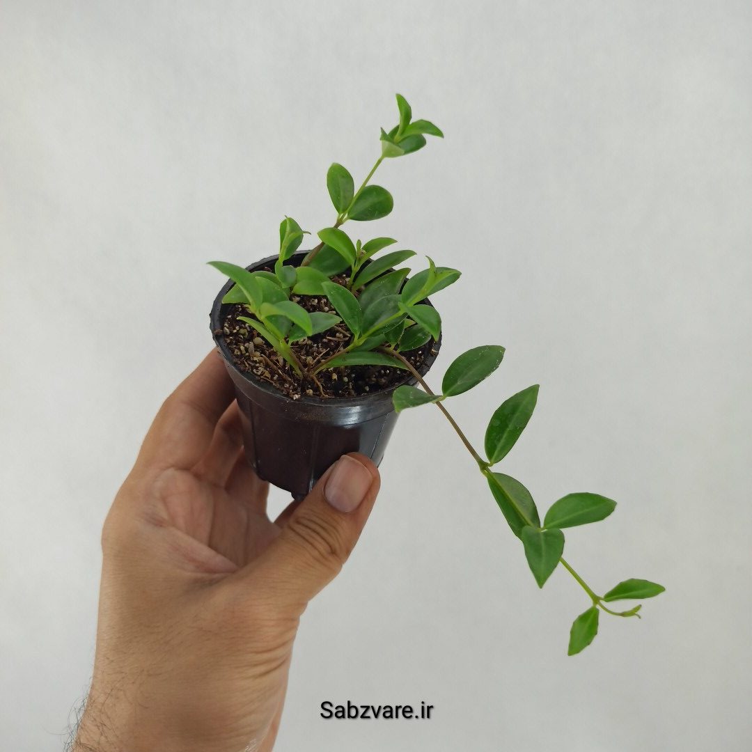 کودونانته (A24213)
