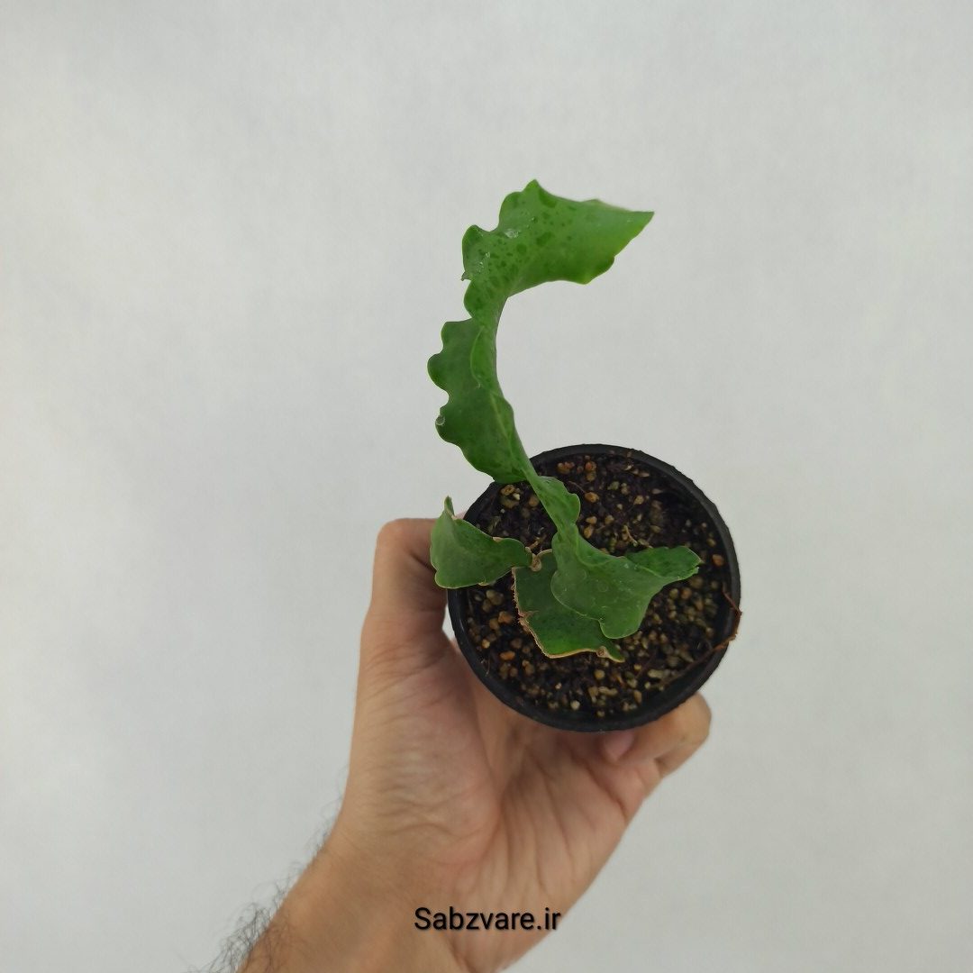 اپیفیلوم پیچ (B24248) - Image 3
