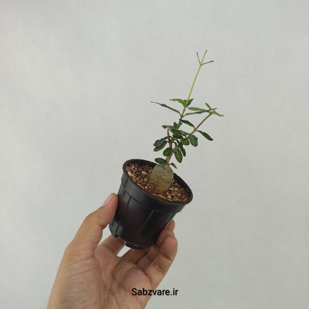 فوکیا ادولیس (B24246) - Image 3